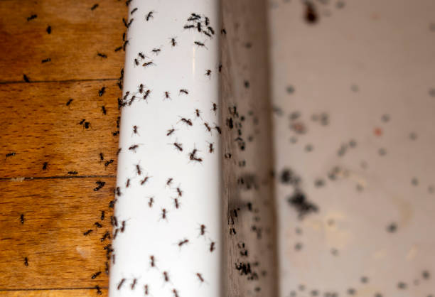 Best Pest Prevention Services  in Bessemer, AL