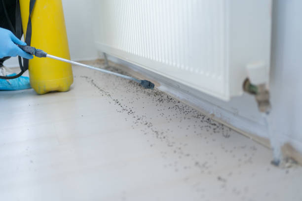 Best Mosquito Control Services  in Bessemer, AL