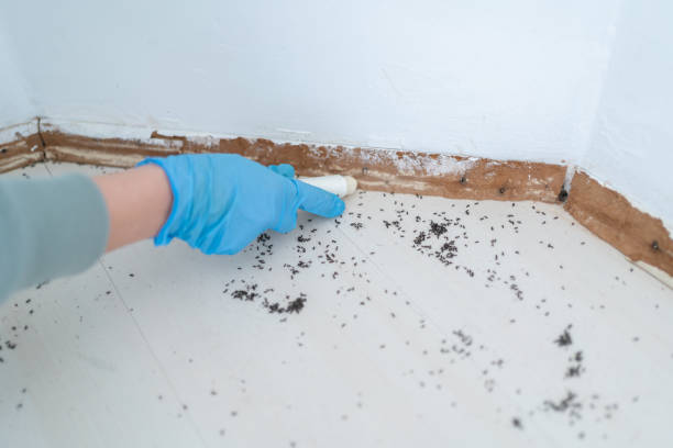 Best Rat Extermination Near Me  in Bessemer, AL